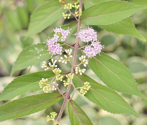f0205733_15175024.jpg