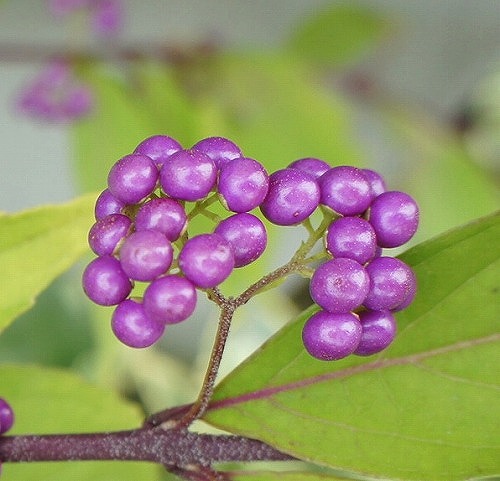 f0205733_1526397.jpg