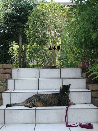 c0136736_1857960.gif