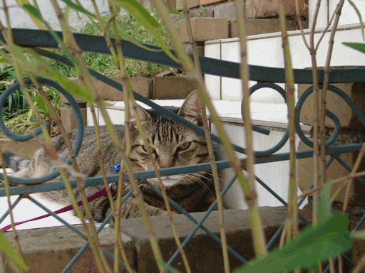 c0136736_190296.gif