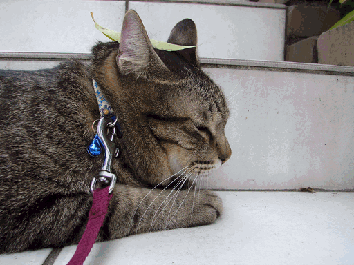 c0136736_1914152.gif