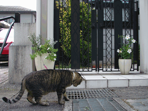 c0136736_1925082.gif