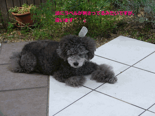 c0136736_1944786.gif