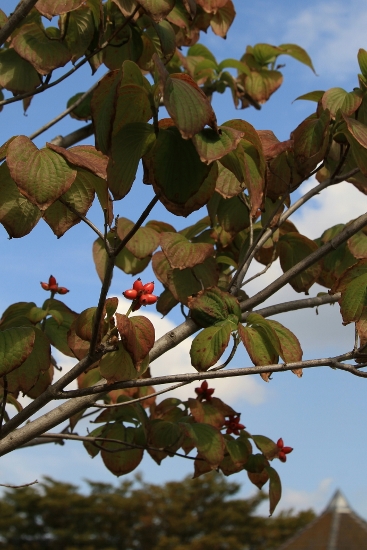 a0120949_753140.jpg