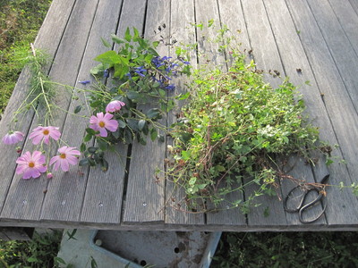 f0230554_1023553.jpg