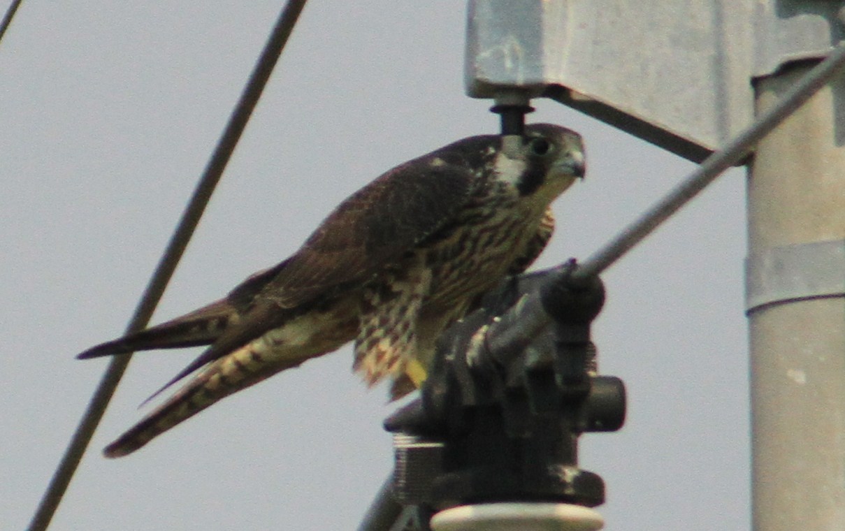 e0197884_11445660.jpg