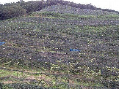 e0152990_10585747.jpg