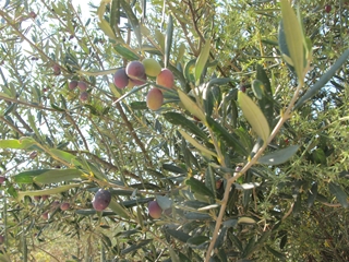 f0224632_23455245.jpg