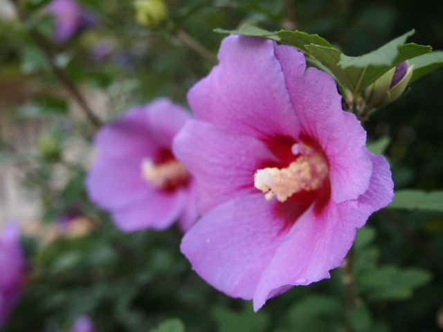c0117239_8574412.jpg