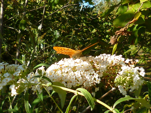 d0170140_5452010.jpg