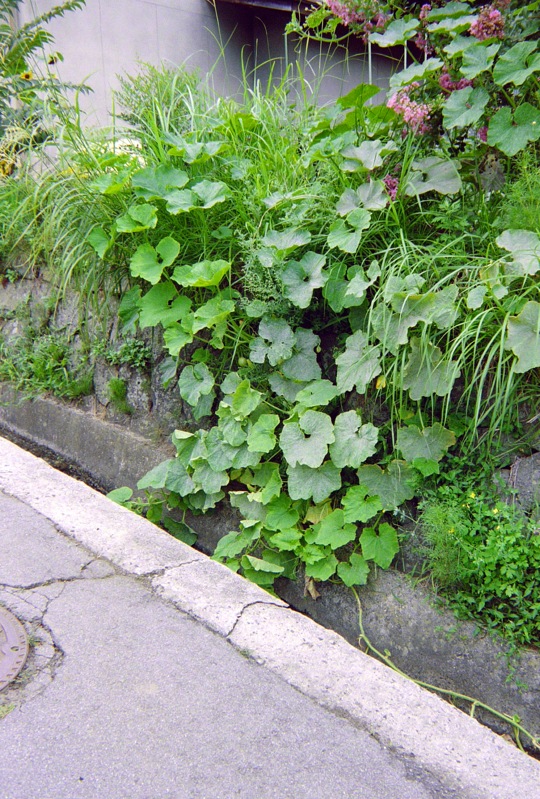 d0089742_057845.jpg