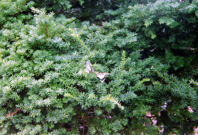 d0089742_0591224.jpg