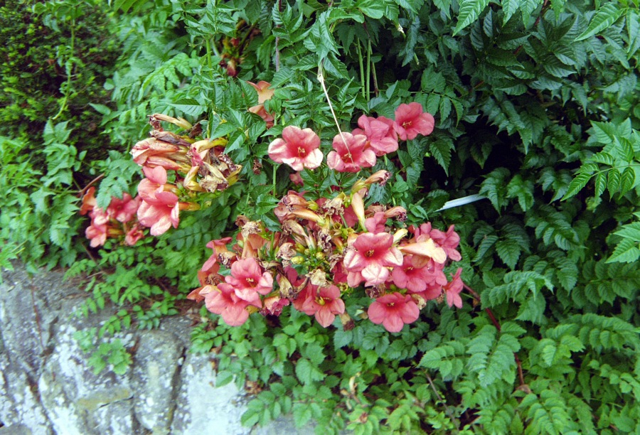 d0089742_117722.jpg