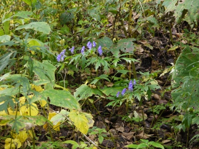 a0199247_1735790.jpg