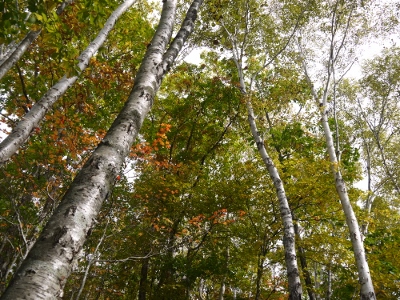 a0199247_17373258.jpg
