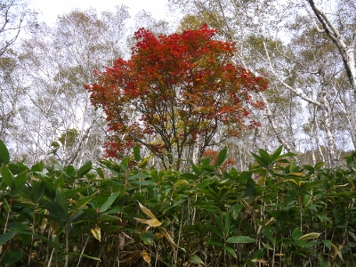 a0199247_17385788.jpg
