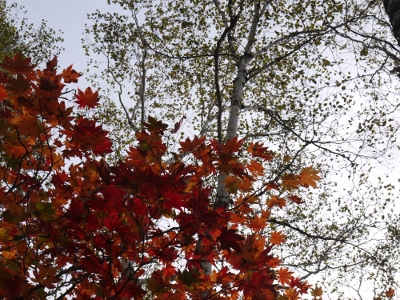 a0199247_1739963.jpg