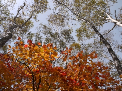 a0199247_1745502.jpg