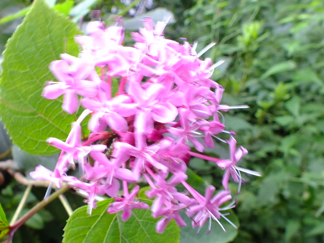 e0145782_1524126.jpg