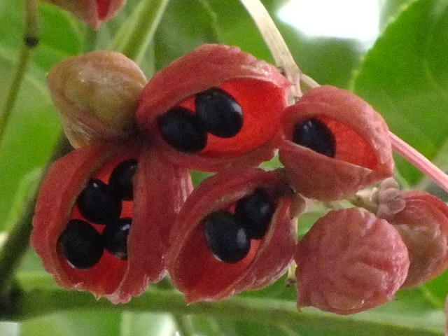 e0145782_15245447.jpg