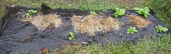 f0003283_12342270.jpg