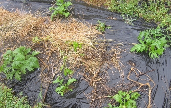 f0003283_12351578.jpg