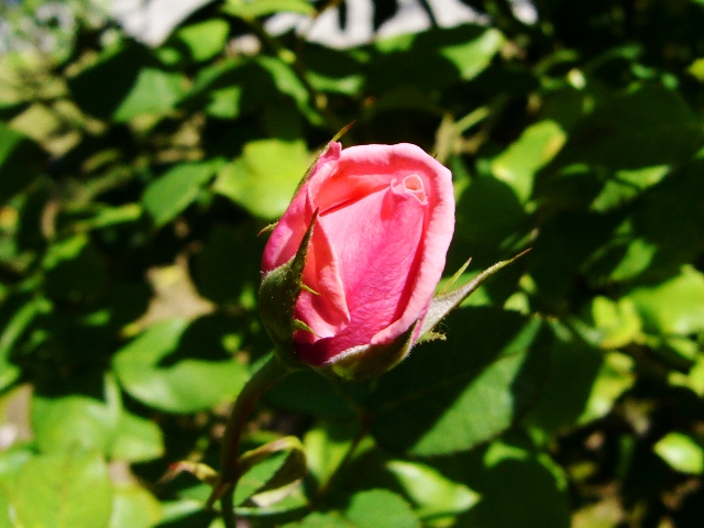 f0079085_21254697.jpg