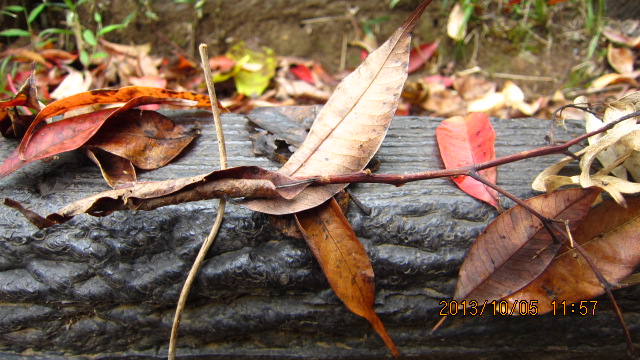 c0133096_202331.jpg