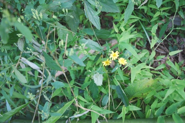e0025300_225954100.jpg