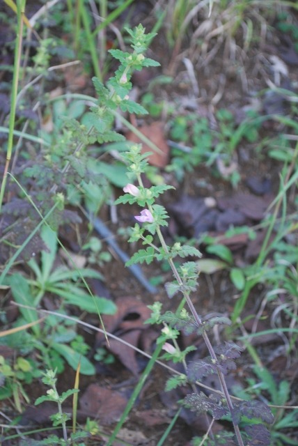 e0025300_2314285.jpg