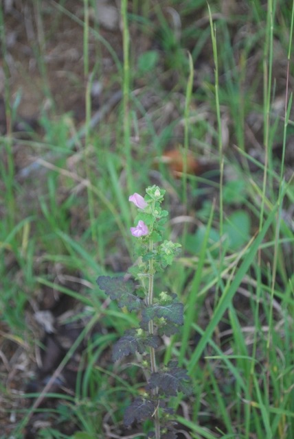 e0025300_2371466.jpg