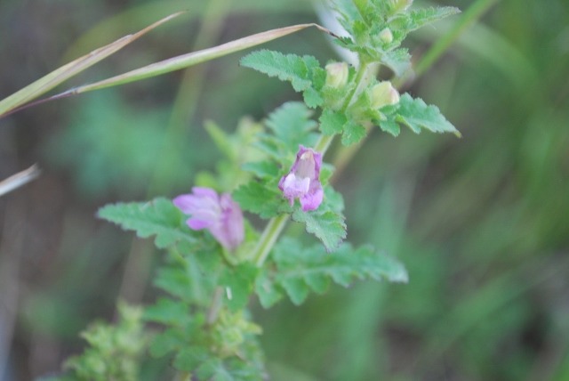 e0025300_2373127.jpg