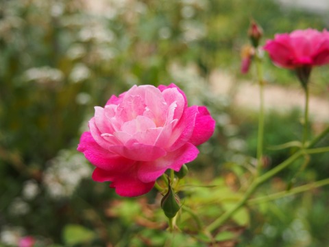 c0117007_10141258.jpg