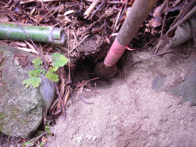 b0096418_17224728.jpg