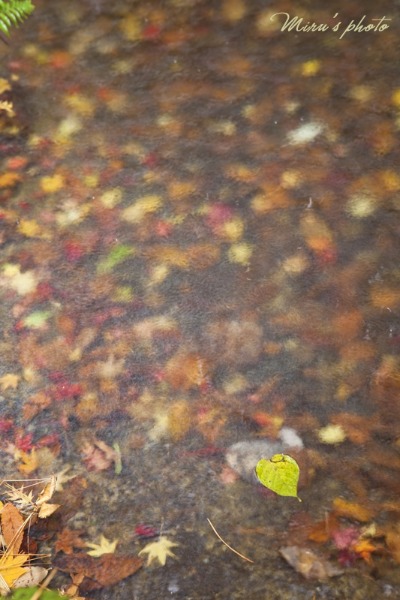 c0037519_834176.jpg