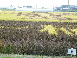 e0160568_17275788.jpg