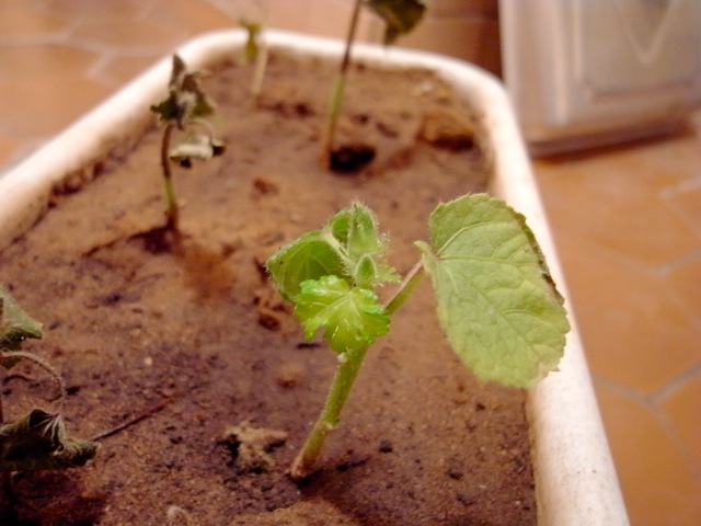 e0250594_022244.jpg