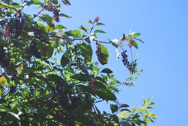 e0025300_21155981.jpg