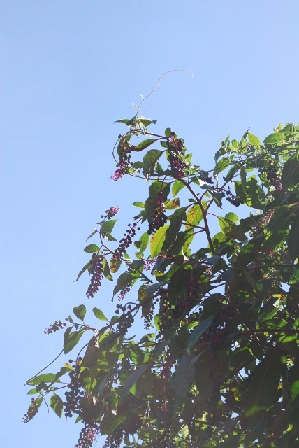 e0025300_21161382.jpg