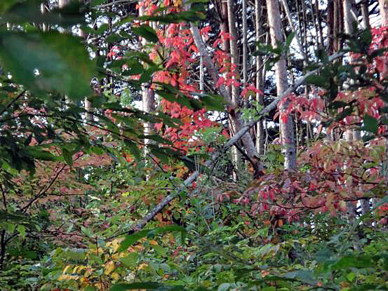 f0064906_1540422.jpg