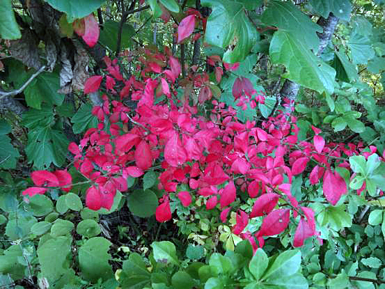 f0064906_15405420.jpg