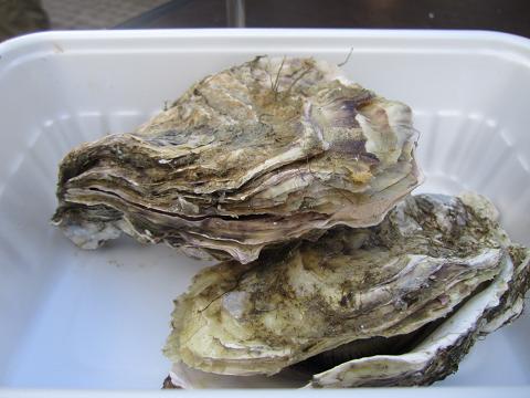 e0041217_15143169.jpg