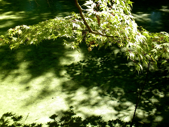 e0083517_0511716.jpg