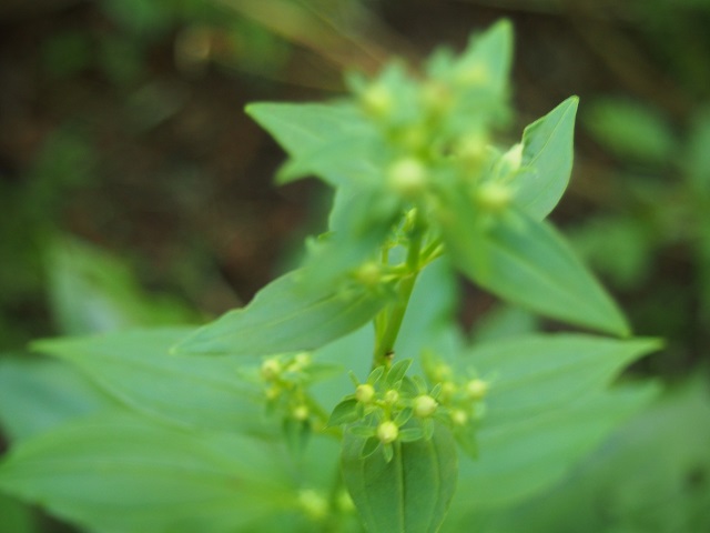 c0042869_19513599.jpg