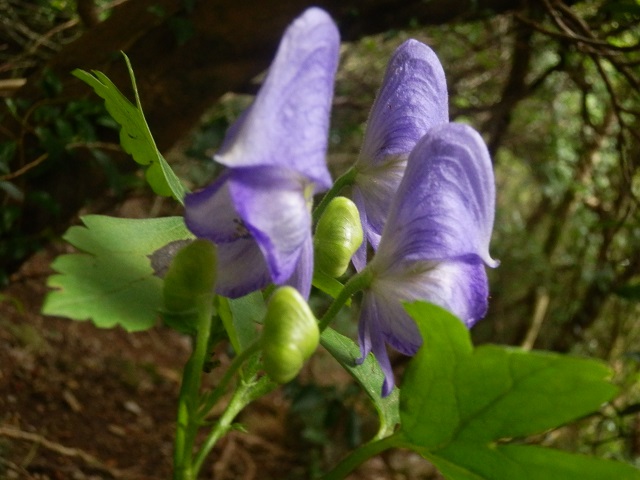 c0042869_2031474.jpg