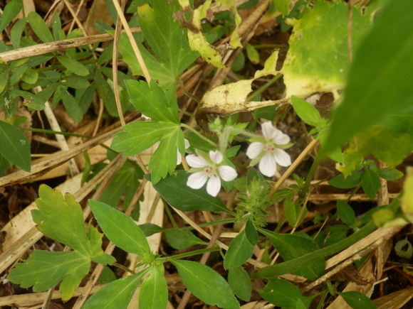 e0292172_2031994.jpg