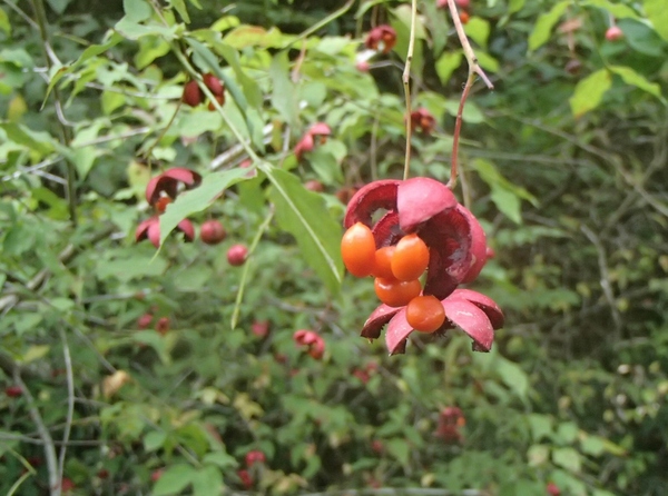 b0039898_14442580.jpg