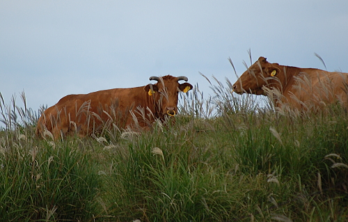 f0248120_20152032.jpg