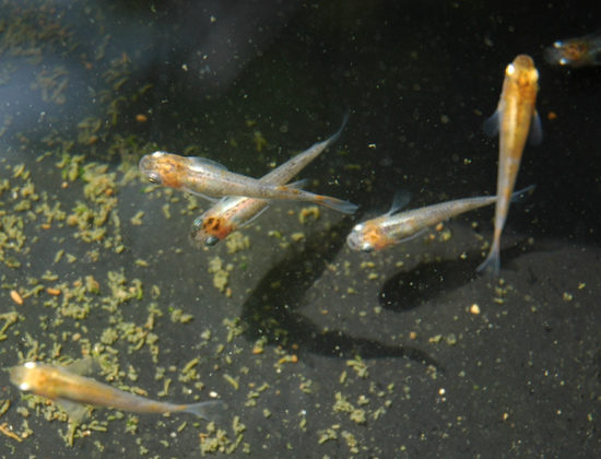 e0097534_15334318.jpg