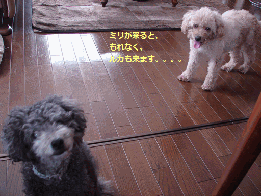 c0136736_10234389.gif
